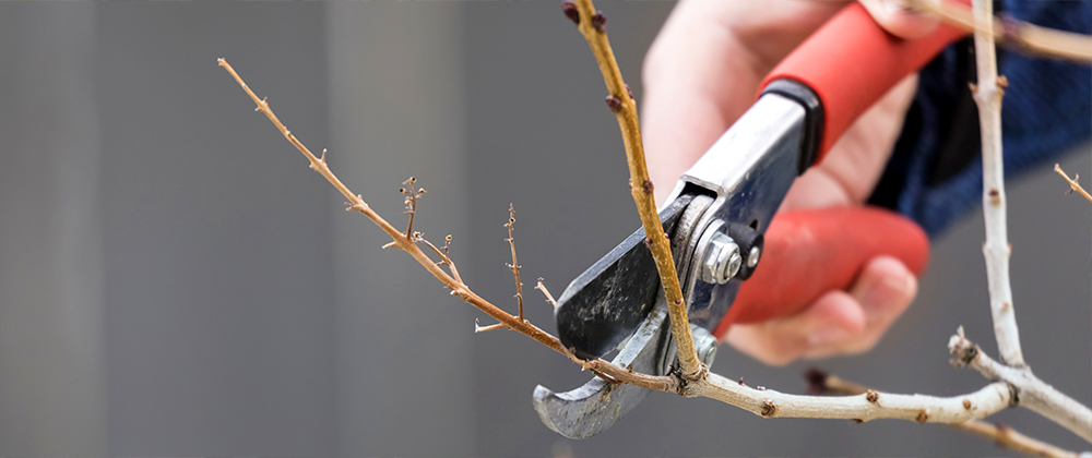 meyer-landscape-illinois-pruning-calendar-trimming-branch
