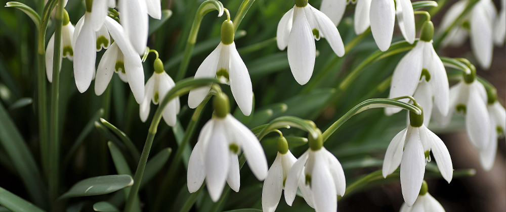 Perennial Blooming Calendar for Spring photo