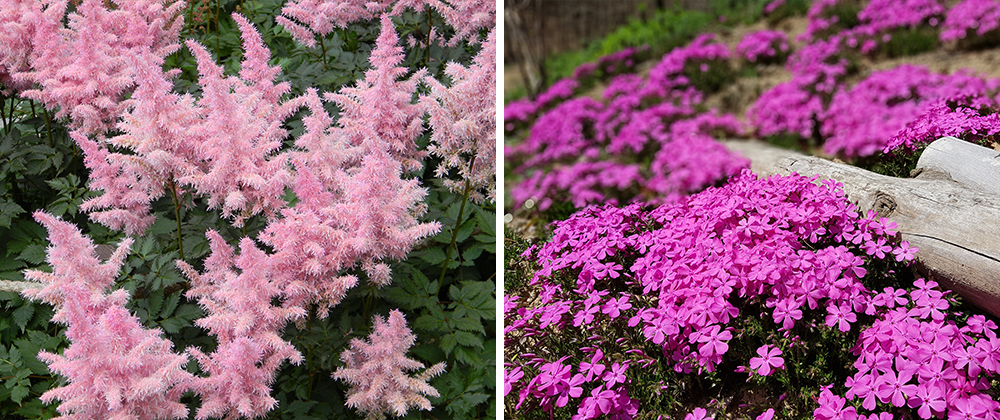 astilbe and creeping phlox spring blooming perennials