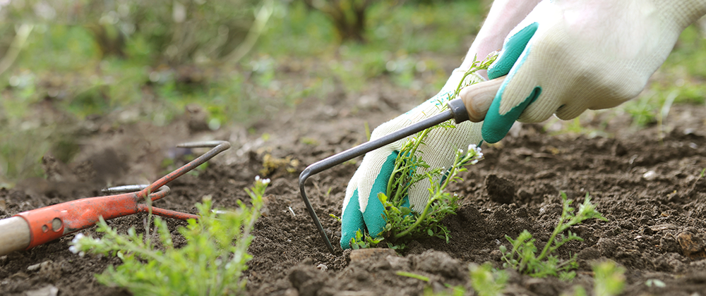 Spring Cleaning: Tips To Get Your Garden and Landscape Ready photo