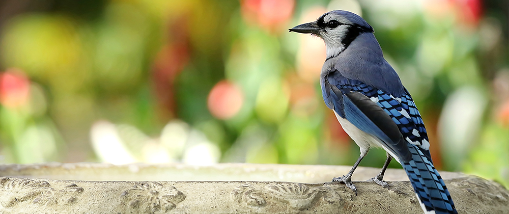 meyer-landscape-water-feature-blue-jay-bath