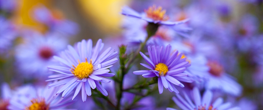 meyer-landscape-late-summer-blooming-perennials-aster
