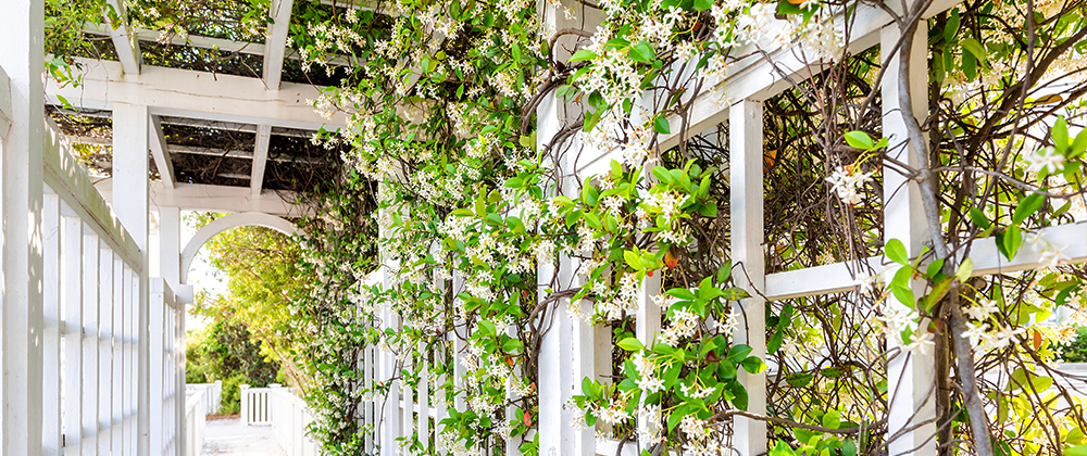 meyer-landscape-shade-for-the-patio-vines