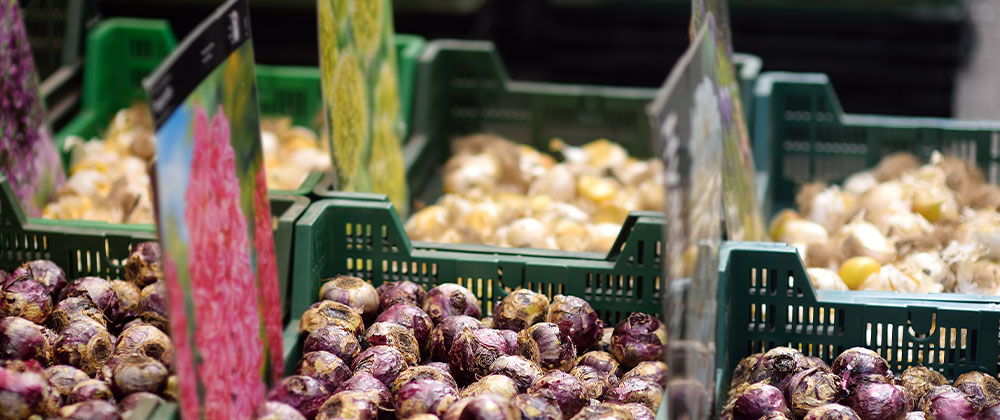 meyer-blog-choosing-healthy-bulbs