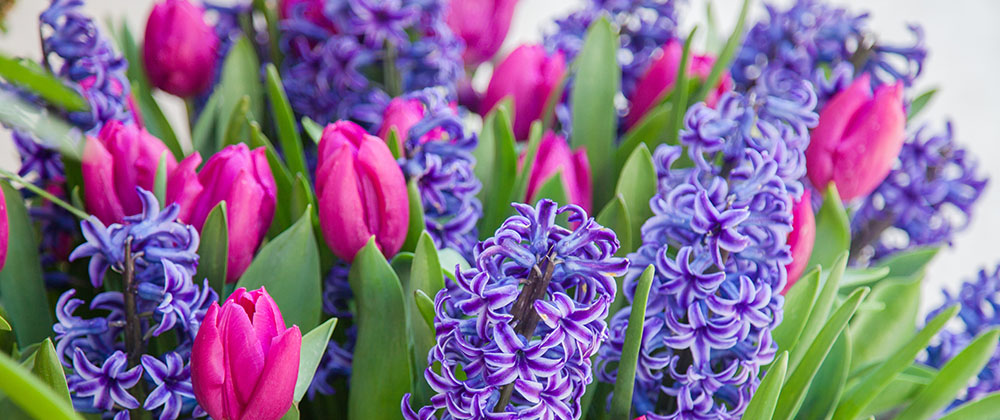 meyer-blog-Your Cheat Sheet for Fall-Planted, Spring-tulip and hyacinth bloom