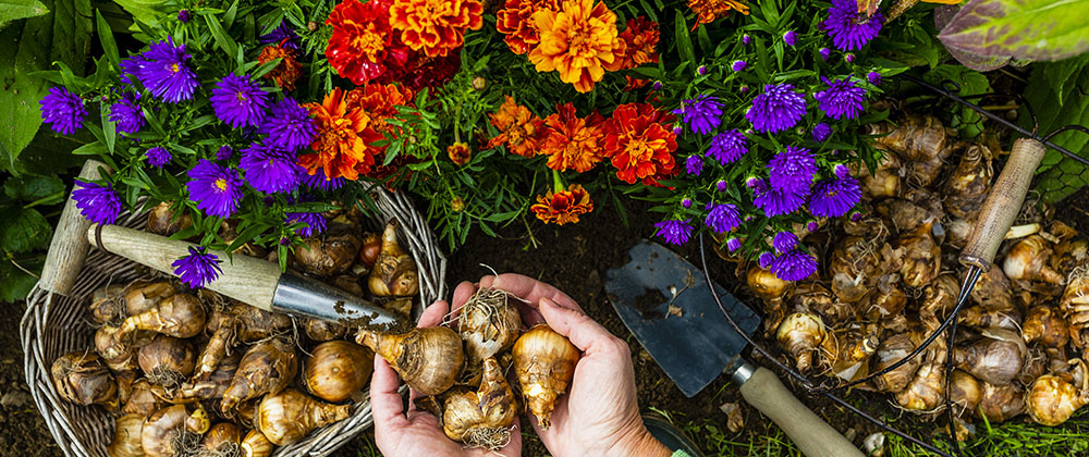 Your Cheat Sheet for Fall-Planted, Spring-Flowering Bulbs photo