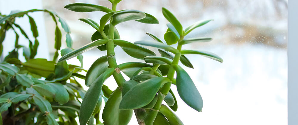 meyer-move-plants-indoors-winter-jade-plant-christmas-cactus-window