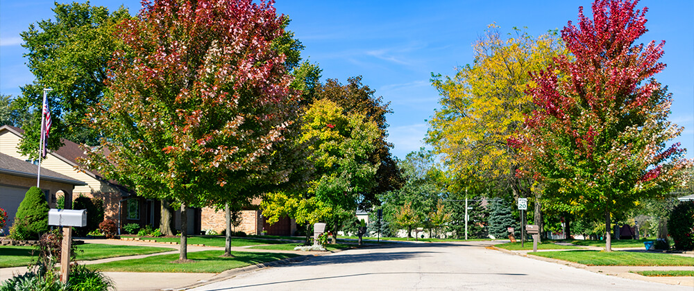 meyer-landscape-plant-a-tree-fall-trees-in-illinois-iowa-neighborhood