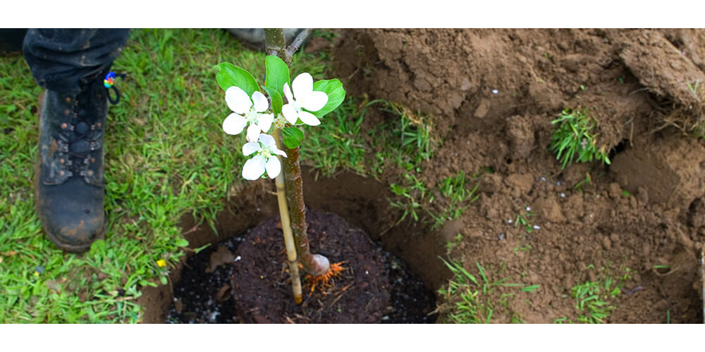 meyer-landscape-plant-a-tree-flowering-sapling-in-hole