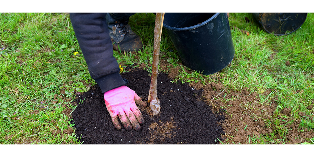 meyer-landscape-plant-a-tree-person-in-gloves-planting-tree