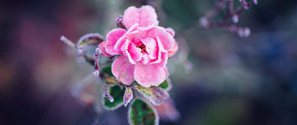 meyer-landscape-rose-care-pink-rose-frost