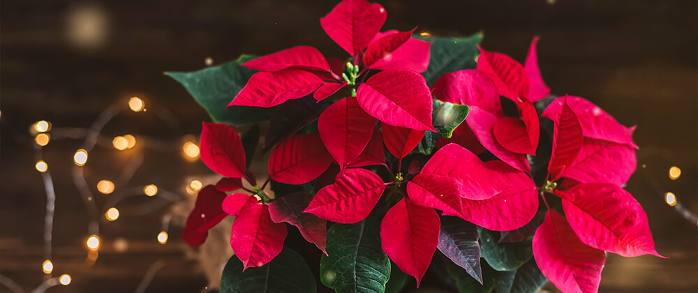living-holiday-decor-poinsettia