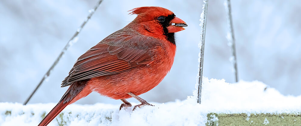 How to Help the Birds Through the Winter photo