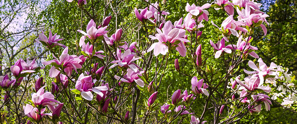 meyer landscape flowering trees small spaces jane magnolia pink
