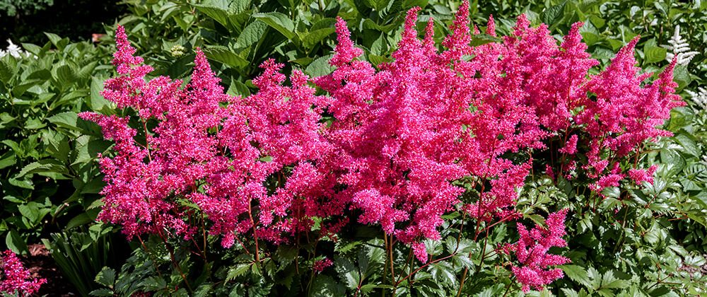 meyer landscape best blooms for late spring early summer magenta astilbe