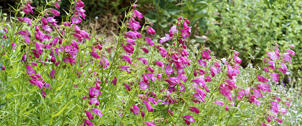 meyer landscape best blooms for late spring early summer magenta beardtongue penstemon