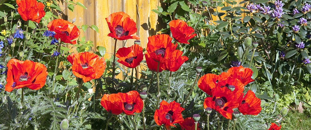 meyer landscape best blooms for late spring early summer red oriental poppies