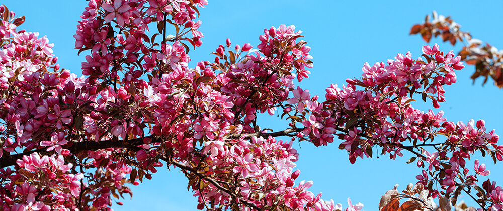 8 Ornamental Trees for a Front Yard Feature photo