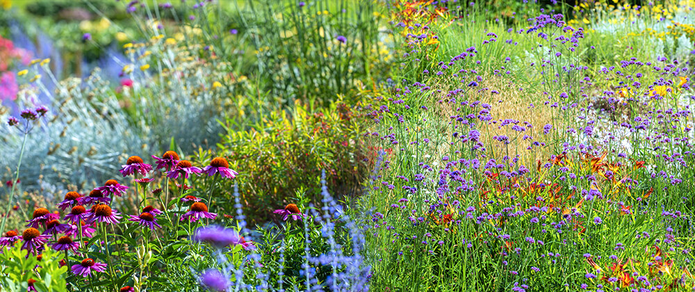meyer low maintenance landscape ideas wildflowers native plant garden
