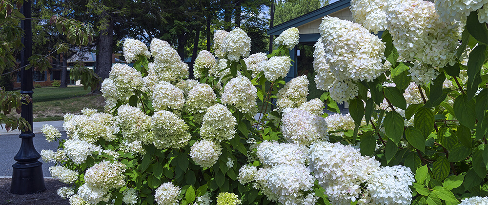meyer landscape why hydrangea isnt blooming smooth white