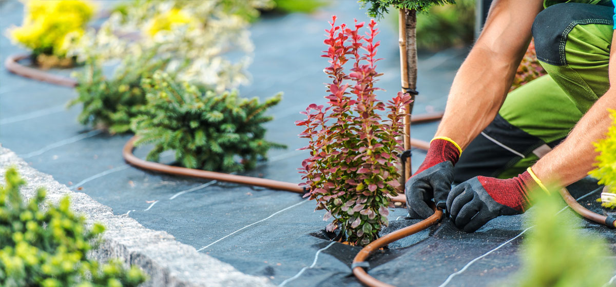 Understanding the Importance of Correct Watering Meyer Landscape