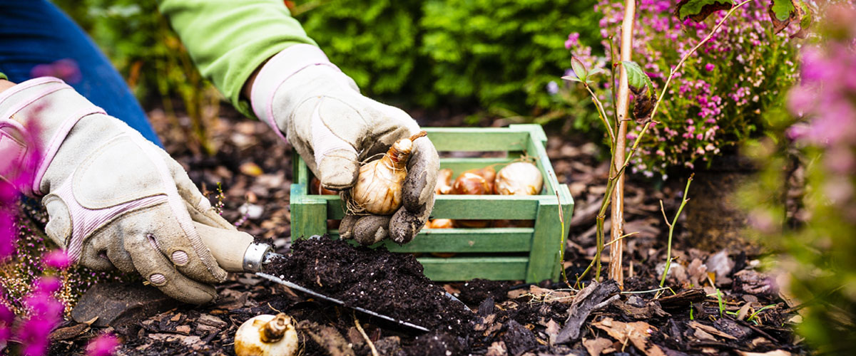 woman planting fall bulbs Meyer Landscape