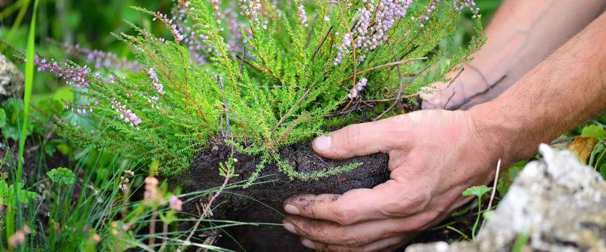 planting heather plant Meyer Landscape