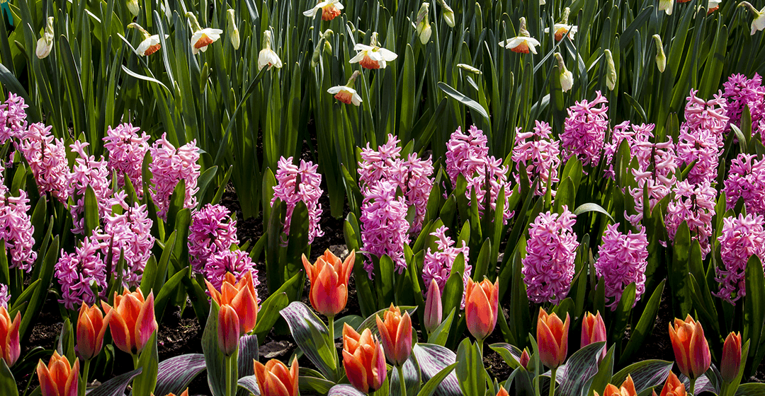 spring blooming bulbs Meyer Landscape